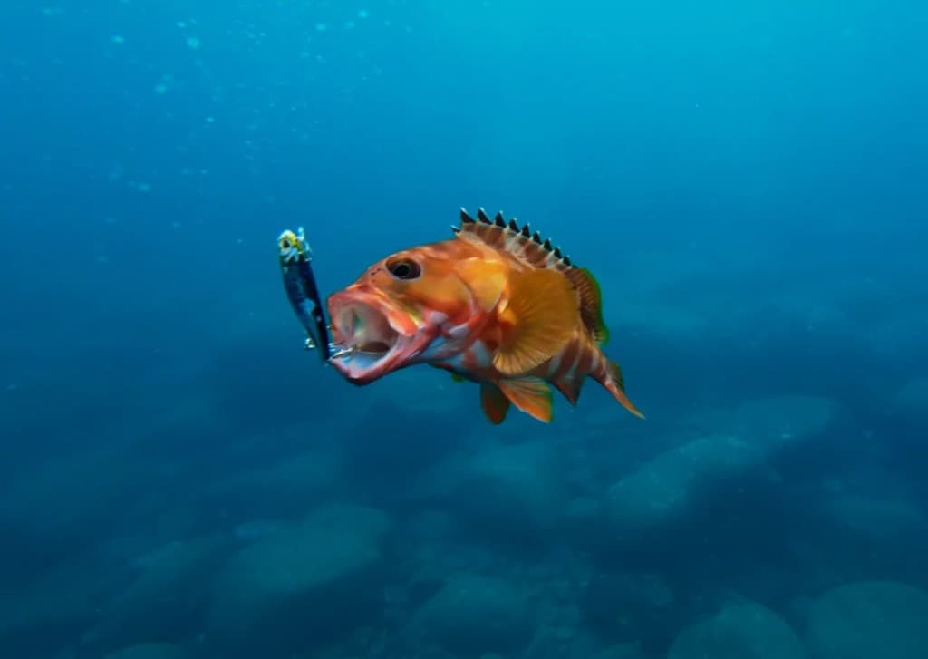 To Survive HL Fishing