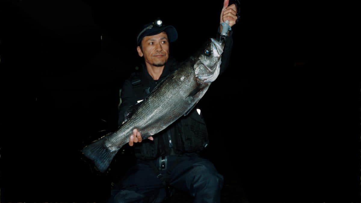 アジ釣りにランカーヒラスズキ
