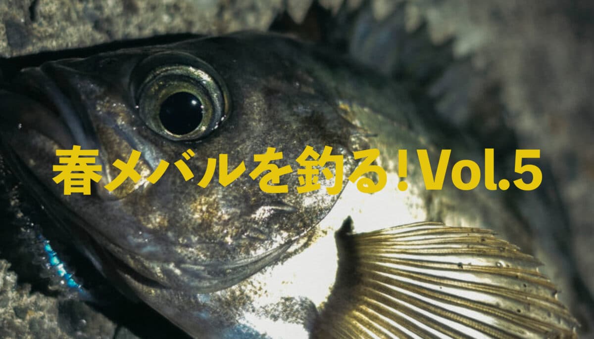 春メバルを釣る！Vol.5｜釣れるタイミングは読めるのか？──潮・月・風を味方にする方法