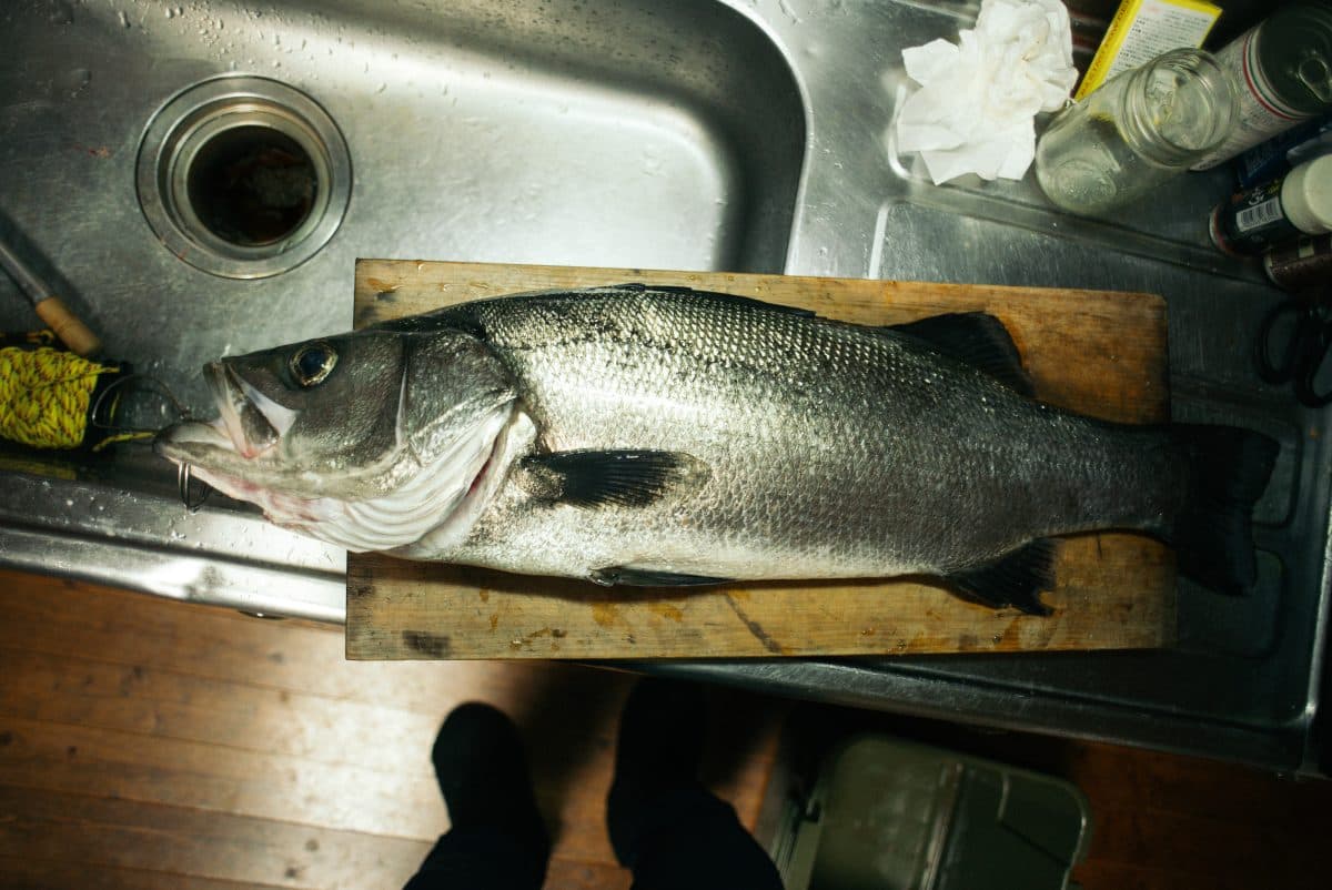 【釣行記】2023年 二本目のランカーヒラスズキ 80cm