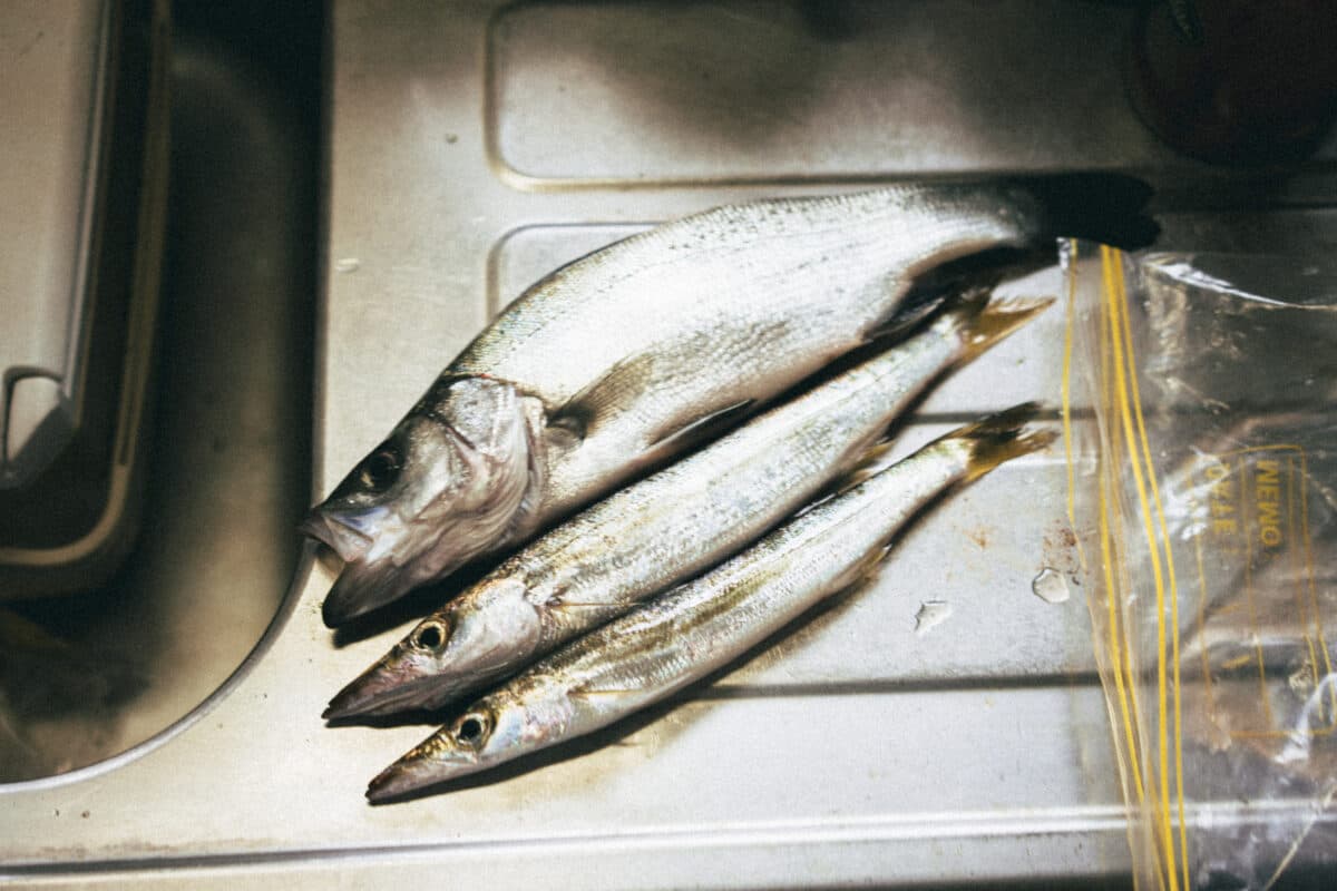 【釣り】夏のターゲット、アカカマス・シオ・ヒラスズキ