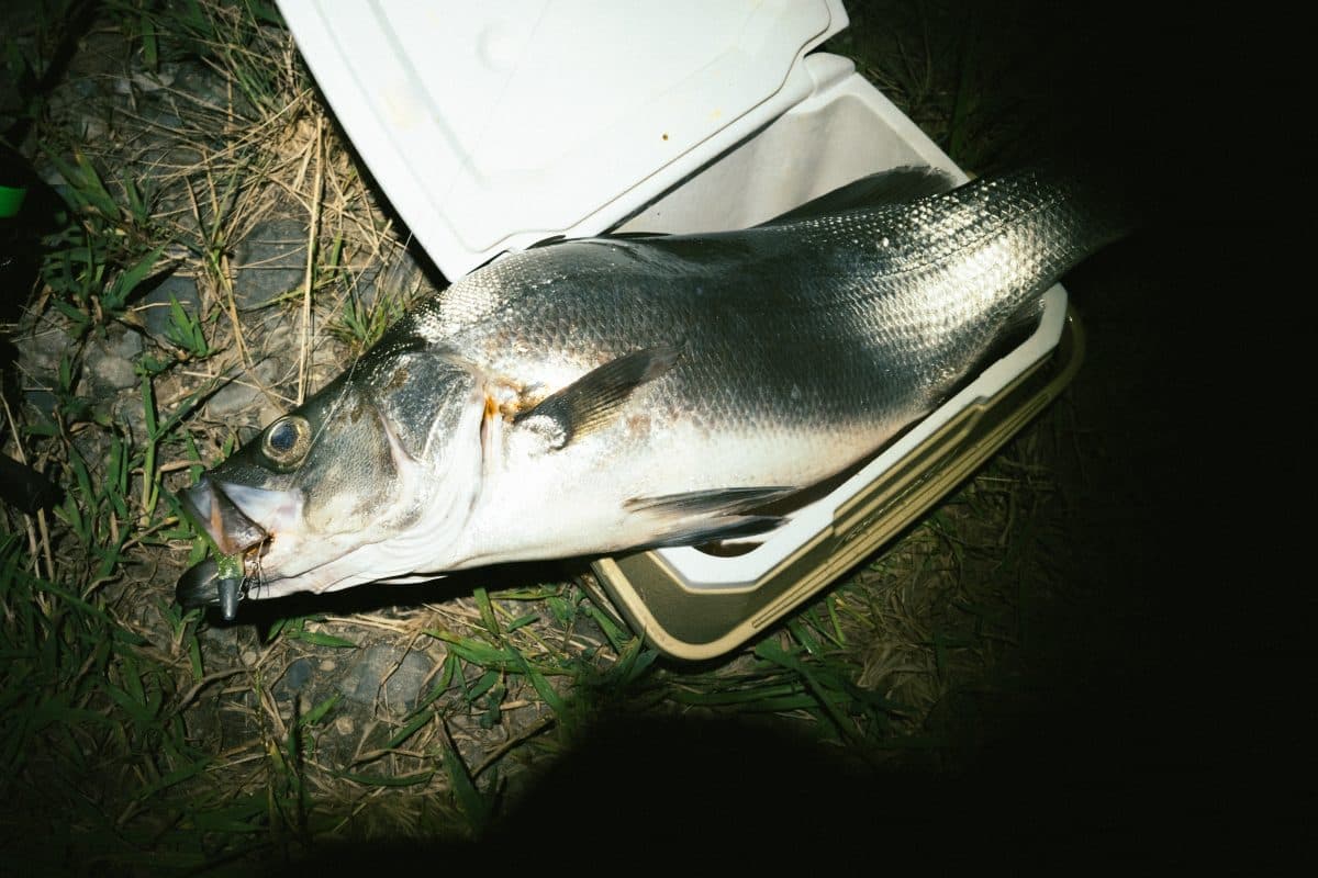 ヒラスズキ、ドーン！