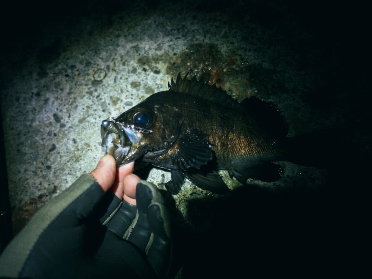 まだシブい？初春の徳島県メバル釣行 2025年3月13日