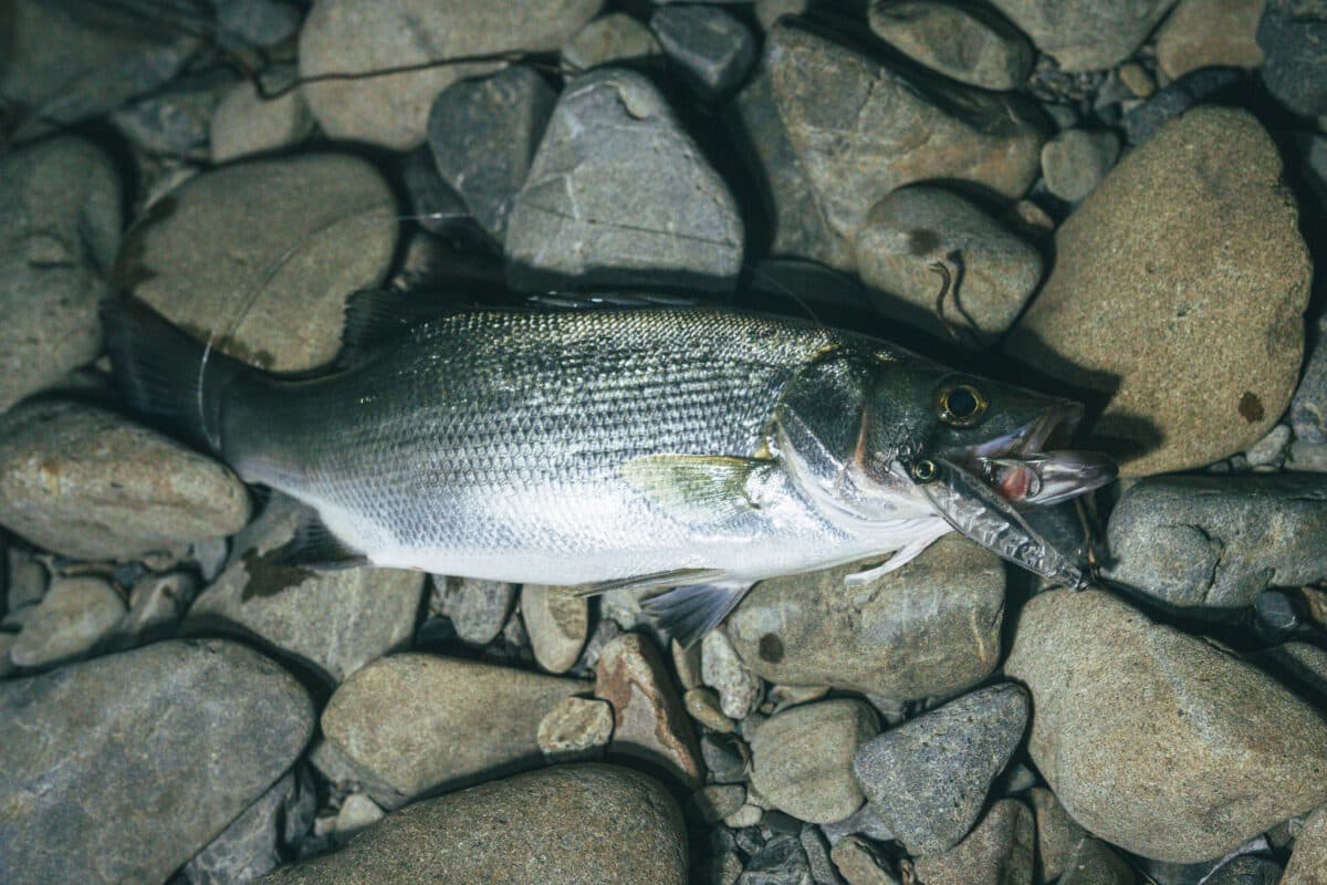 【ヒラスズキ】真夏でも釣れるのか？ シュガーミノー/ヘビーショット/ミドルアッパー