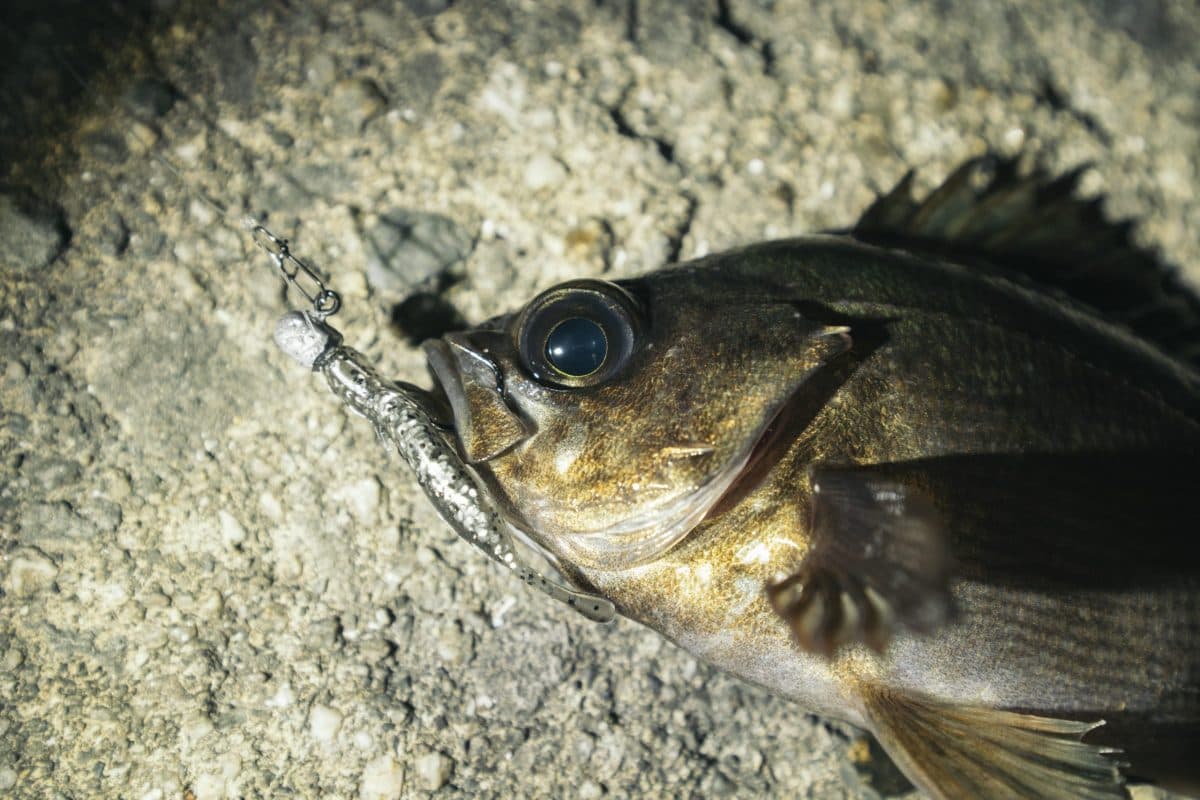 タイミングの悪かったメバル釣り（2022年釣行6日目）