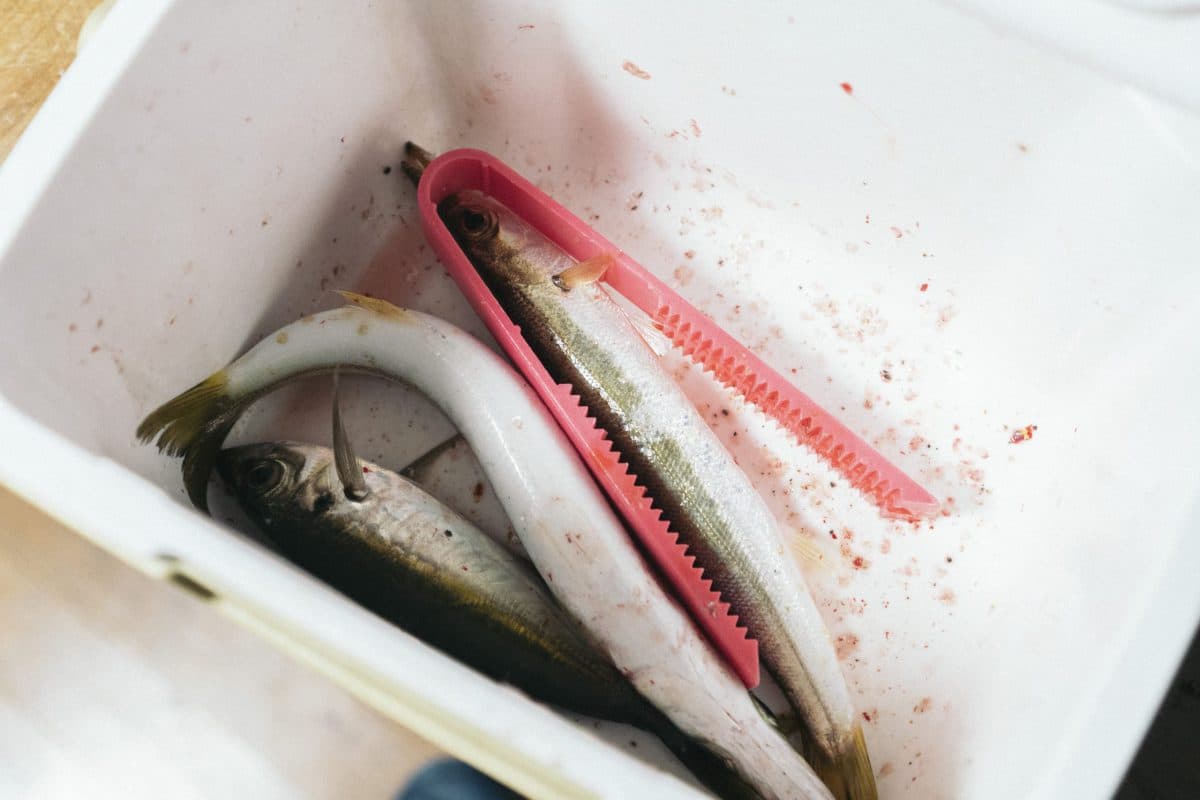 海から渓流、渓流から海へ（2022年釣行16日目）