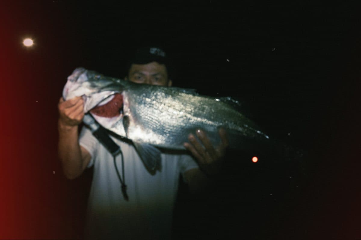 アジ用ロッド・シュガーミノーでヒラスズキ80cm