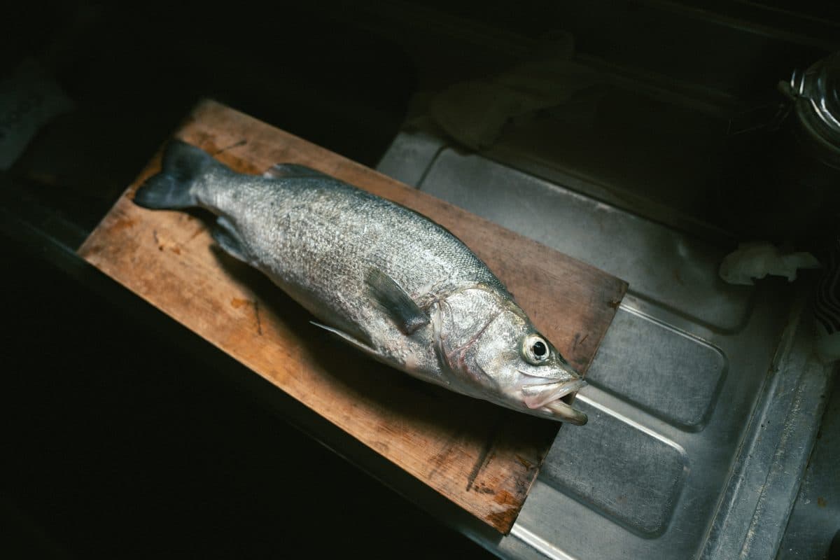 ダイワ ミドルアッパーにヒラスズキ – 今秋4本目