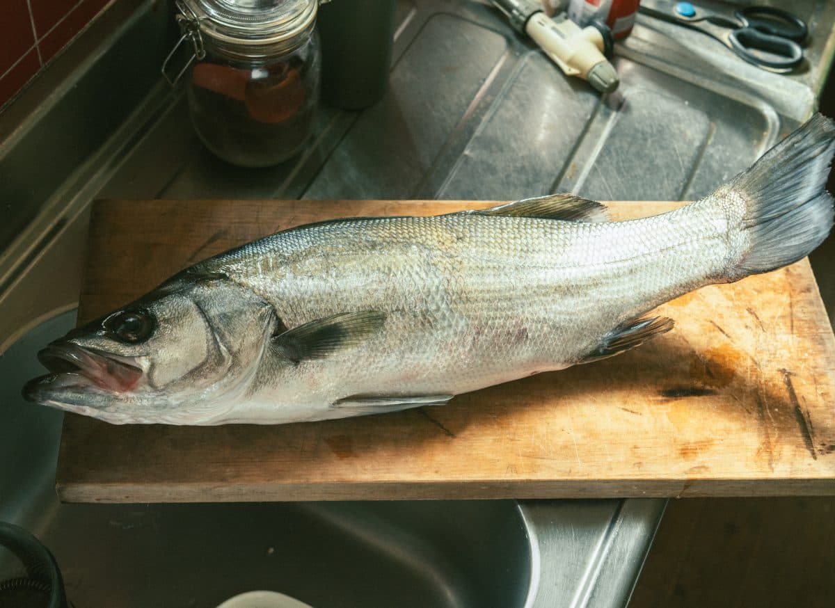 今秋ヒラスズキ5本目 – デュエル・ハードコアのLG ヘビーミノー（S）