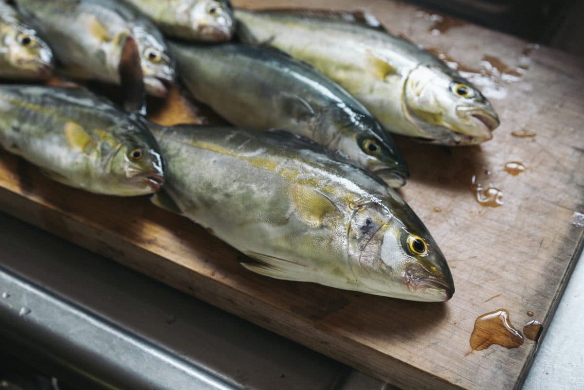初夏から釣れ始めるカンパチの幼魚『シオ（ショゴ）』釣りが楽し過ぎる