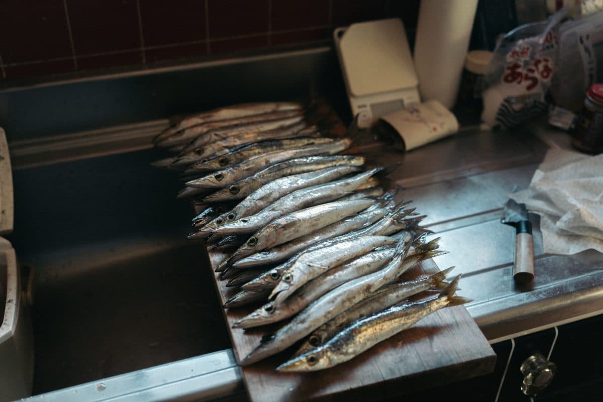 【秋の釣り】カマスが釣れて釣れて