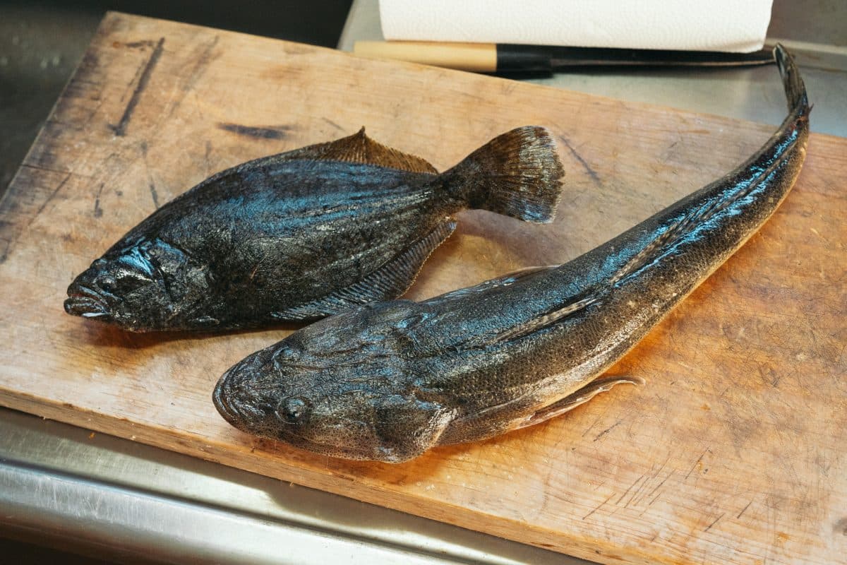 【徳島県釣り】サーフでマゴチとヒラメ