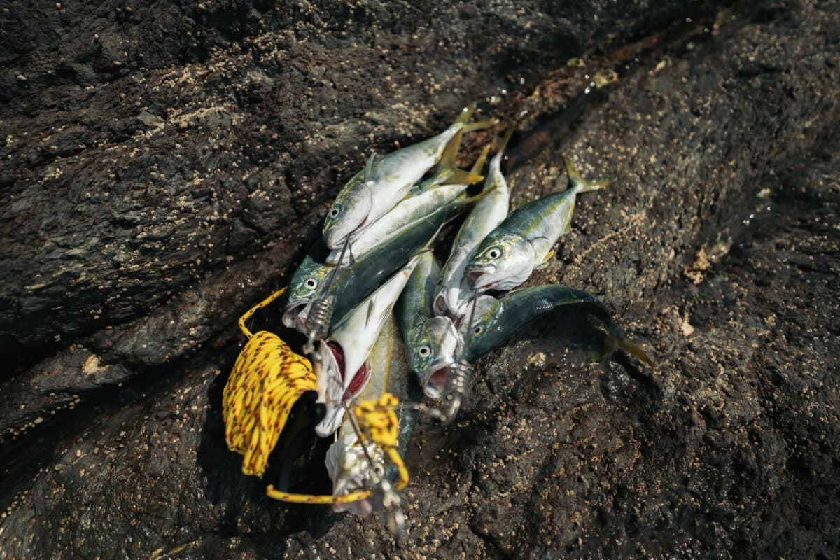 ULフィッシングの始め方 ── 軽量化のステップと実践への移行