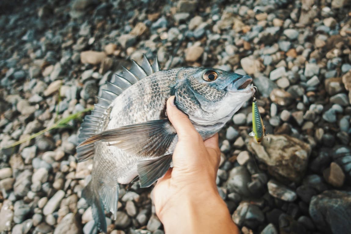 チヌも釣れるローリングベイトは超高速リトリーブがオススメ！