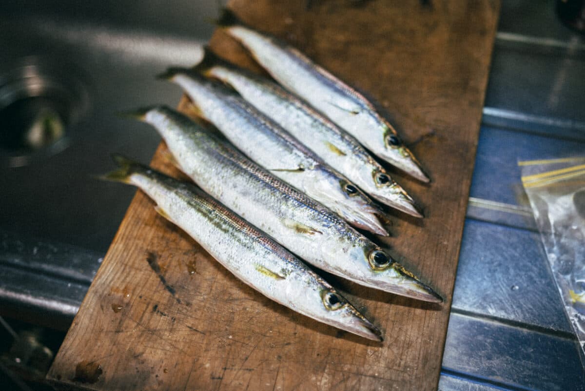 【釣り】初夏のターゲット、アカカマス