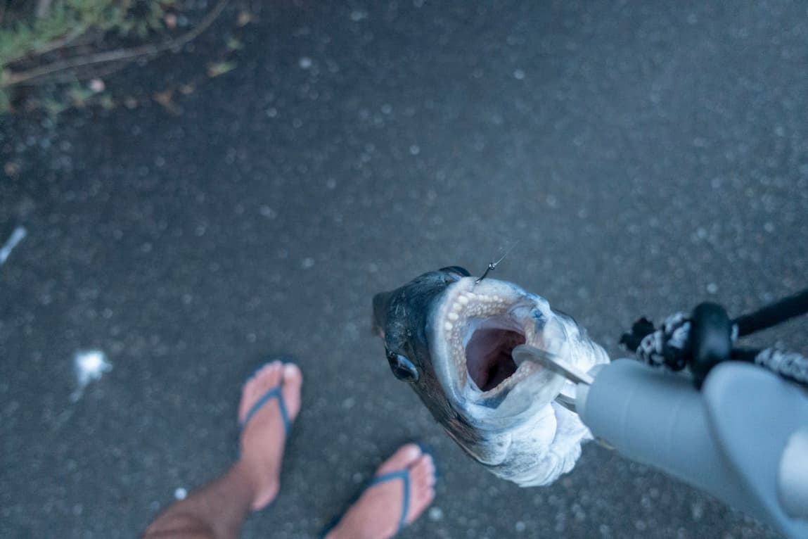 釣り餌は現地で調達すると楽しい