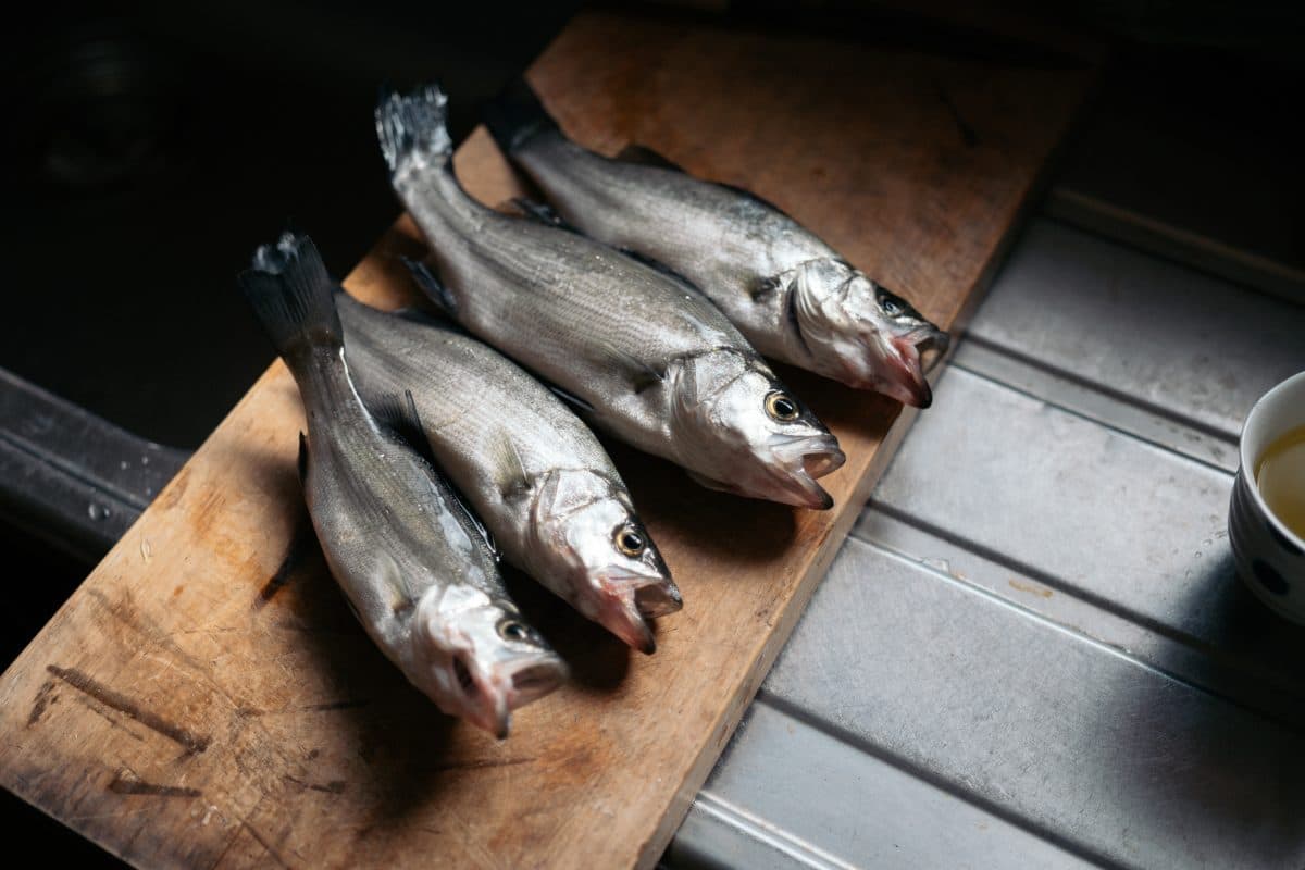 初冬のヒラセイゴとアジ釣り