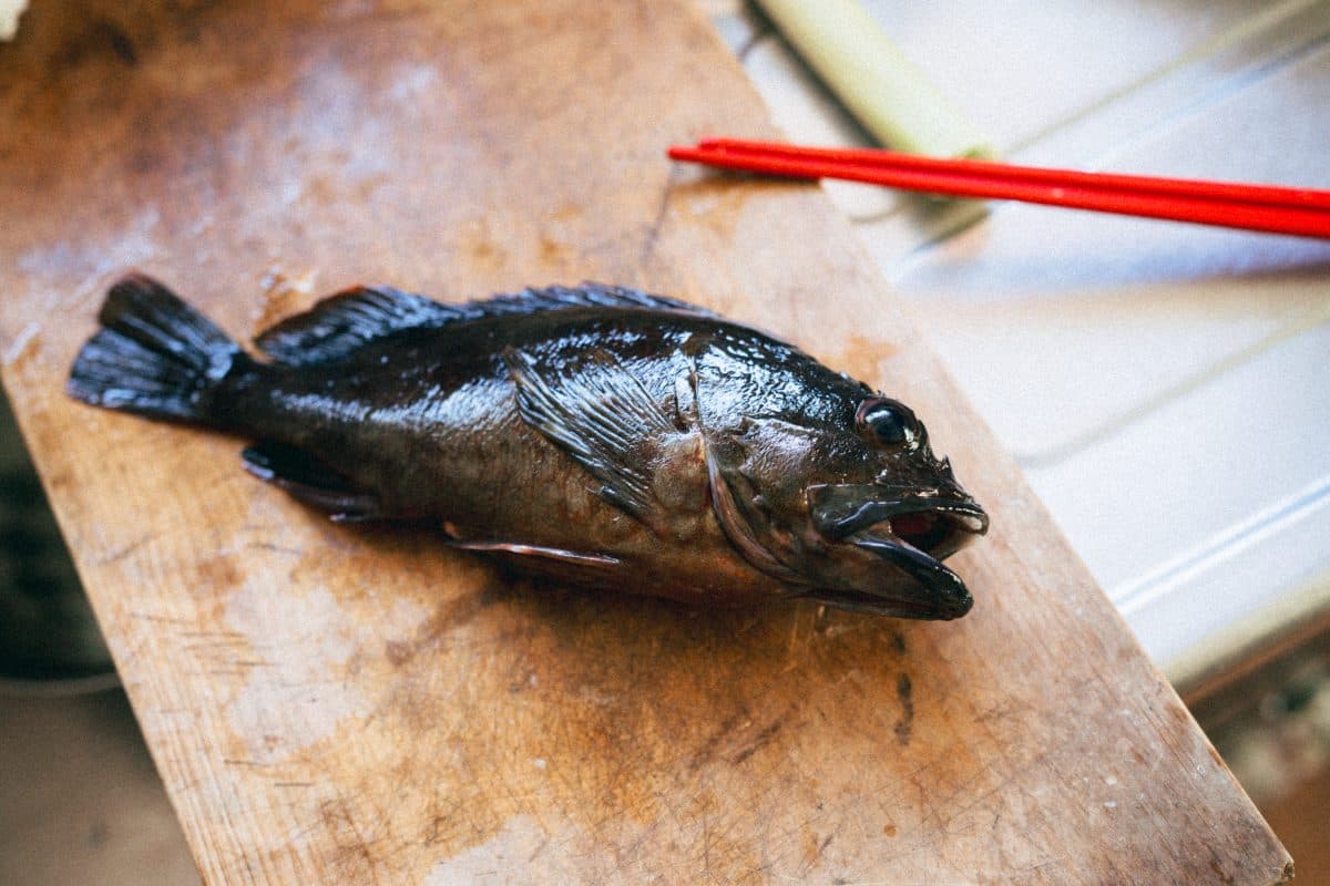 【アジ釣り】春の小さな漁港で釣れる楽しさとほぼ尺カサゴ