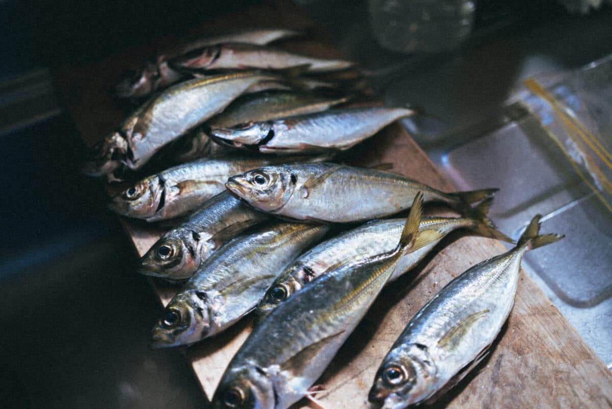 ［釣り］良型アジが入れ食い！潮の流れとタイミングが重要