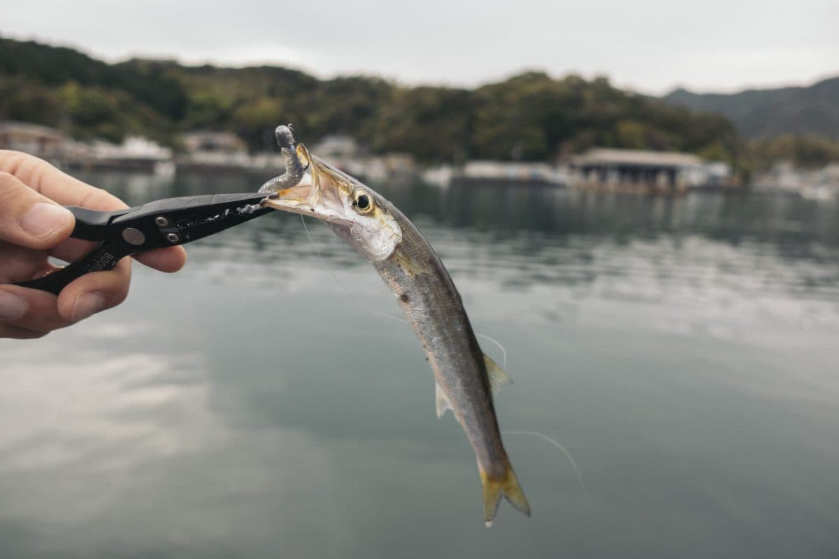 カマスがルアーで入れ食い50匹（2022年釣行24日目）