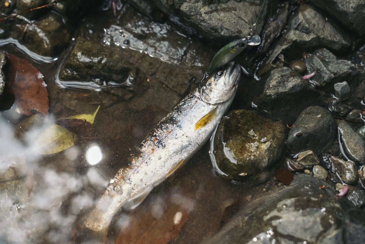 【渓流釣り】ダイワ『シルバークリークミノー』が楽しい