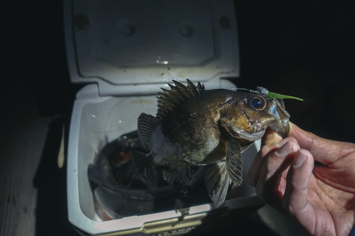 カマスは渋くなり、メバルを楽しむ（2022年釣行25日目）