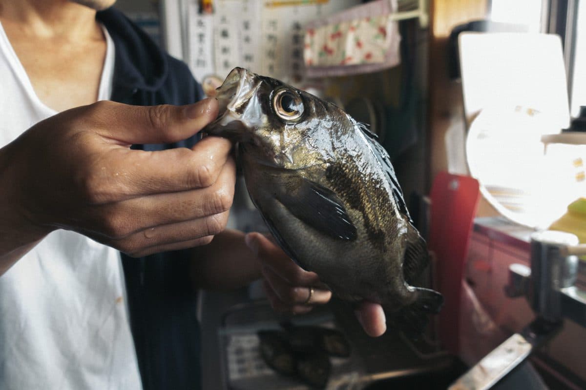 メバル27cm（2022年釣行29日目）