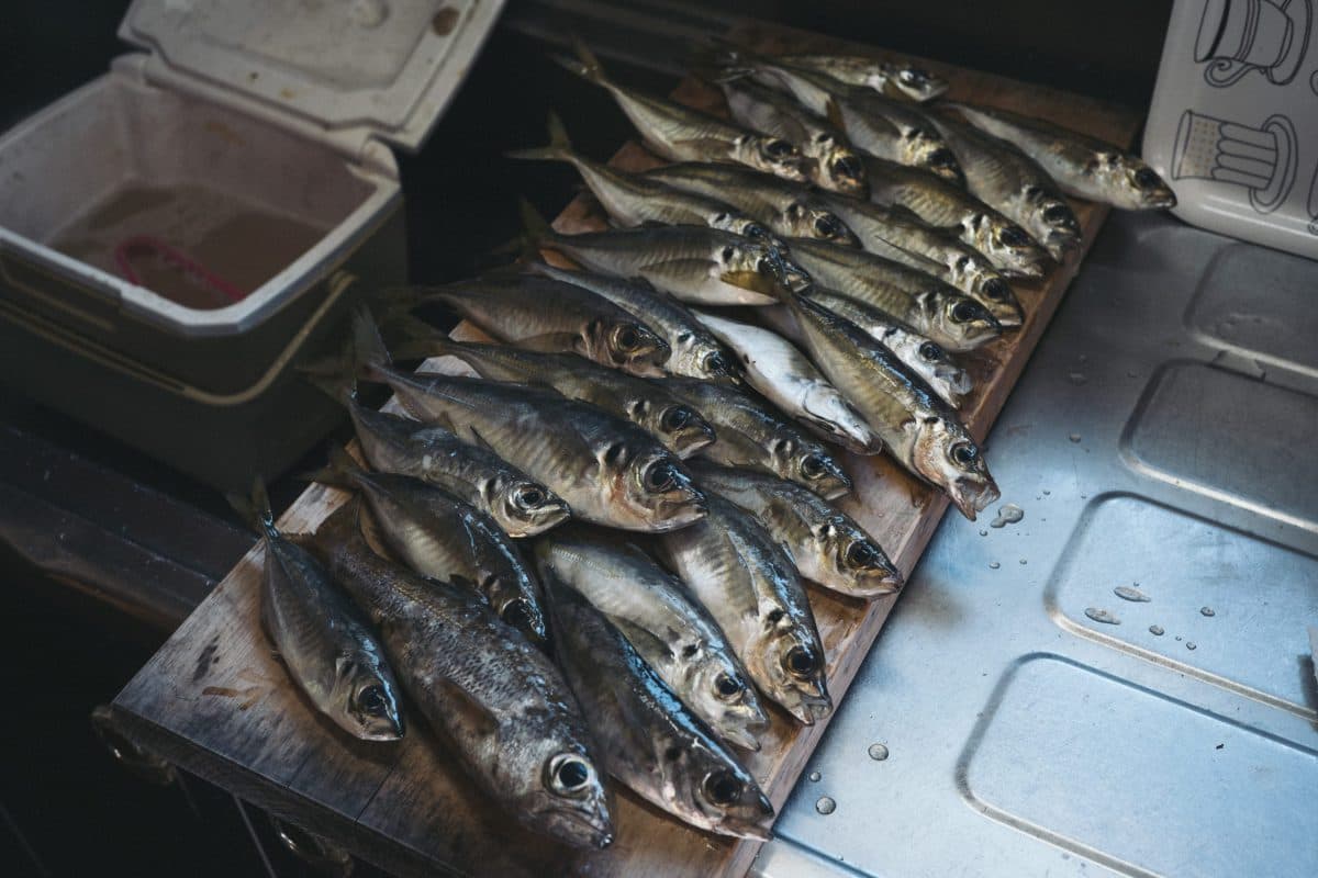 【鱒レンジャー】2022年の初釣りはアジ（2022年釣行1日目）