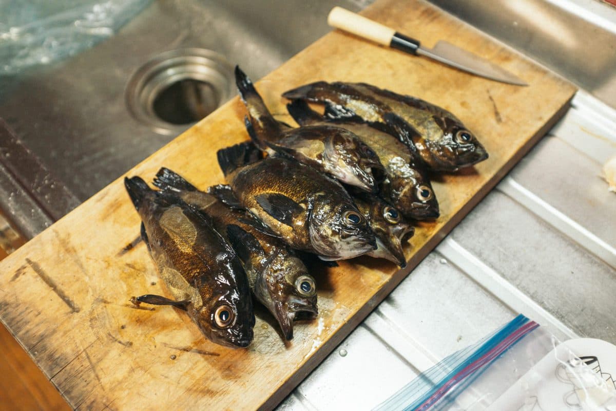 【徳島県鳴門市】アジ用タックルでメバル釣り