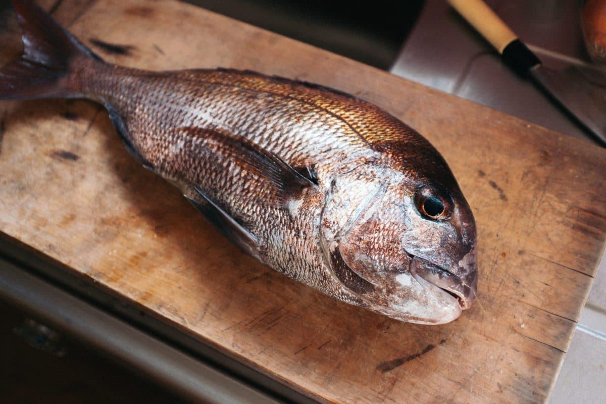 【徳島県鳴門市】メバル釣りで真鯛