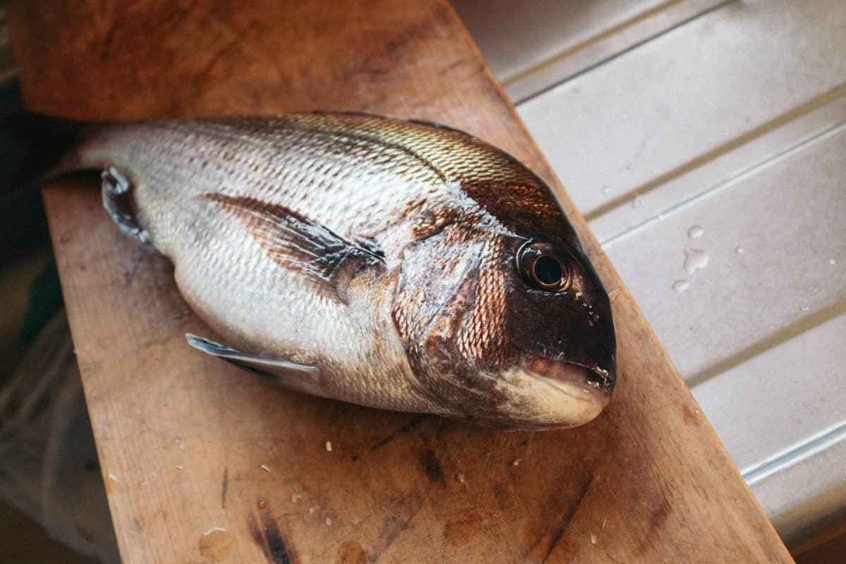 【釣り】春はメバルを狙っていると、マダイとスズキがよく釣れる