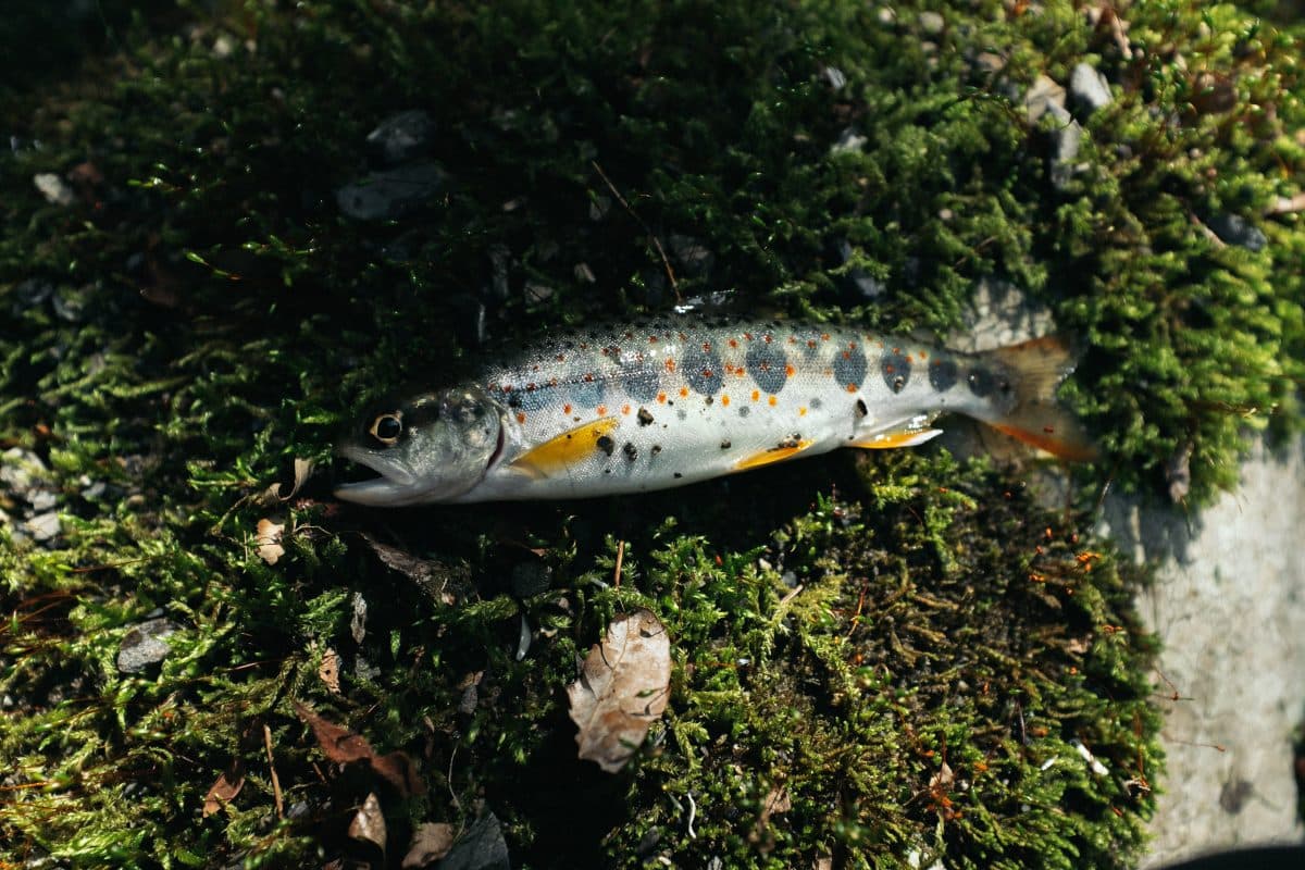 【渓流釣り】午後から釣り歩いてアマゴ15匹ほど