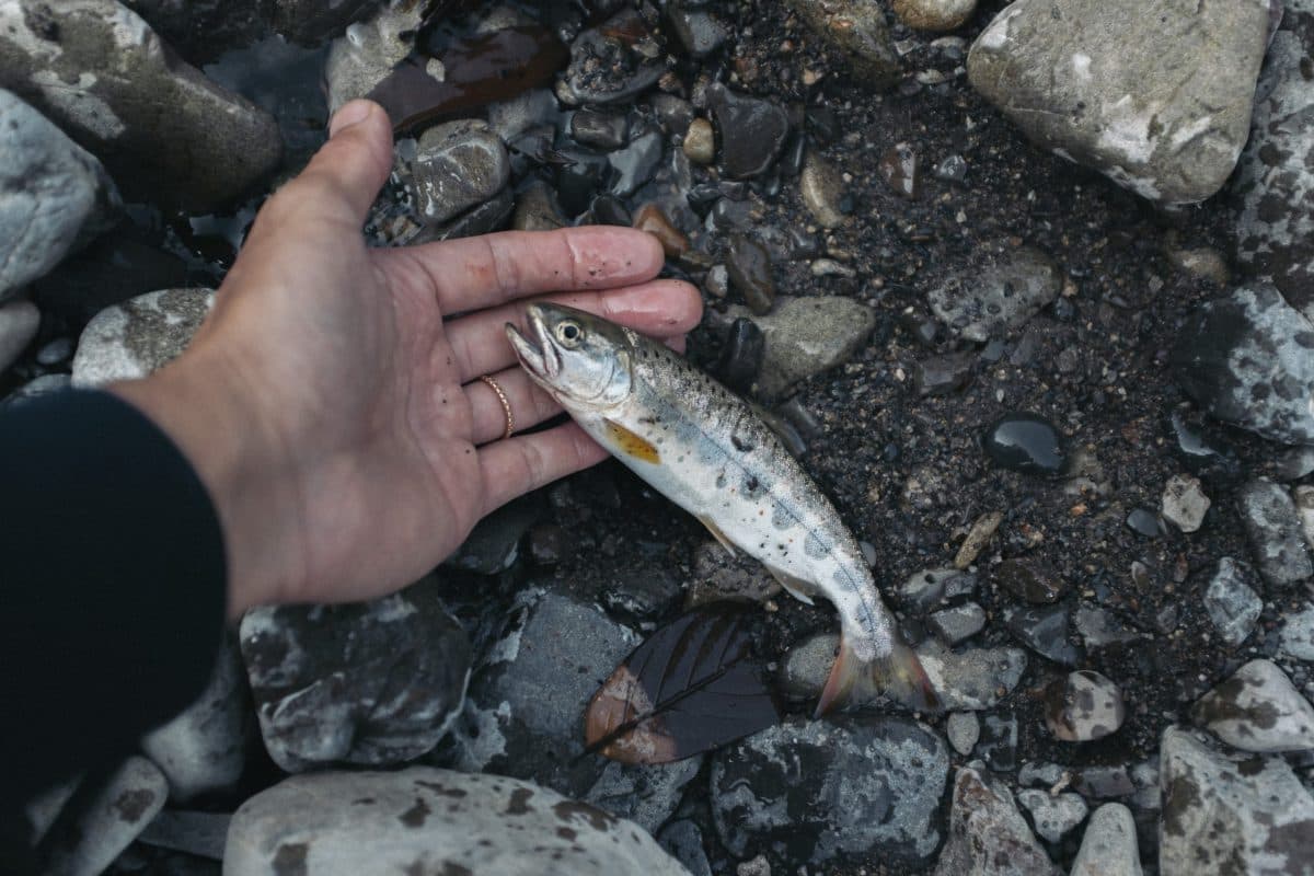 家の近所でアマゴ釣行（2022年釣行33日目）