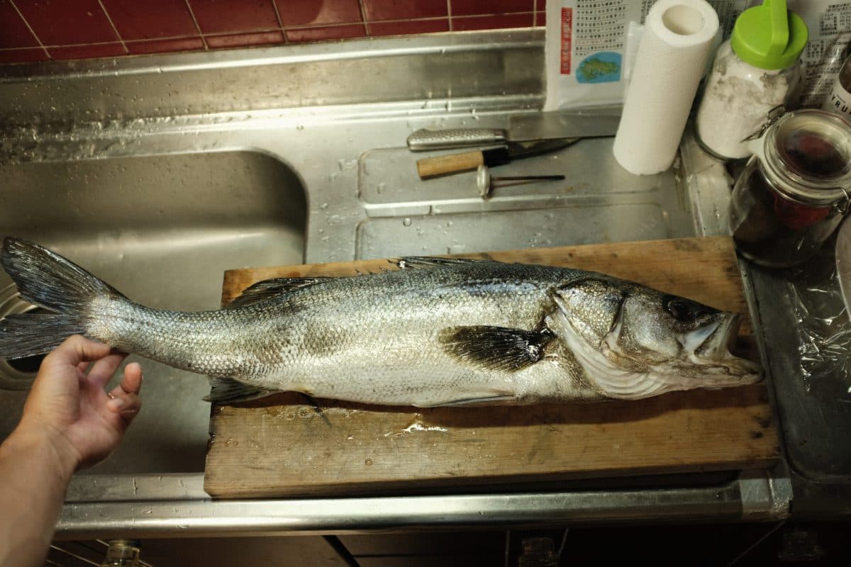 メバル釣りでランカーシーバス（2022年釣行36日目）