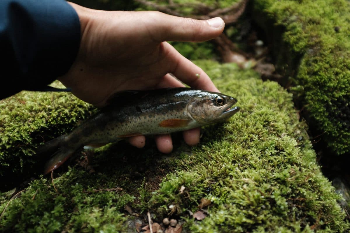 増水後のアマゴ釣行は…（2022年釣行37日目）