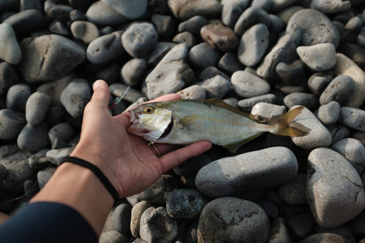 ジグサビキでウルトラライトショアジギング（2022年釣行38日目）