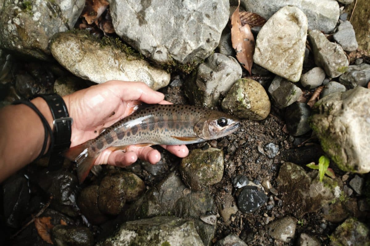 渓流釣りから青物狙ってサーフ釣りへ（2022年釣行40日目）
