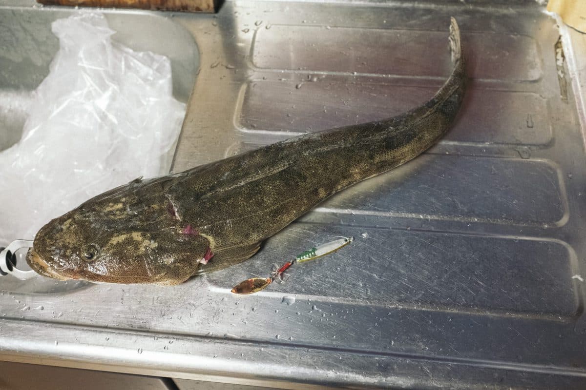 入れ食いカマスを楽しんでいたら60cmマゴチ（2022年釣行52日目）