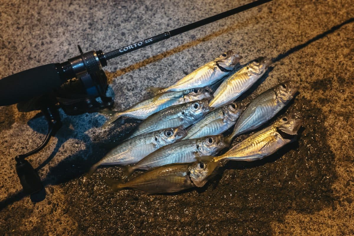 アジ釣りにハマっている オリムピック コルトUX（2022年釣行53-60日目）