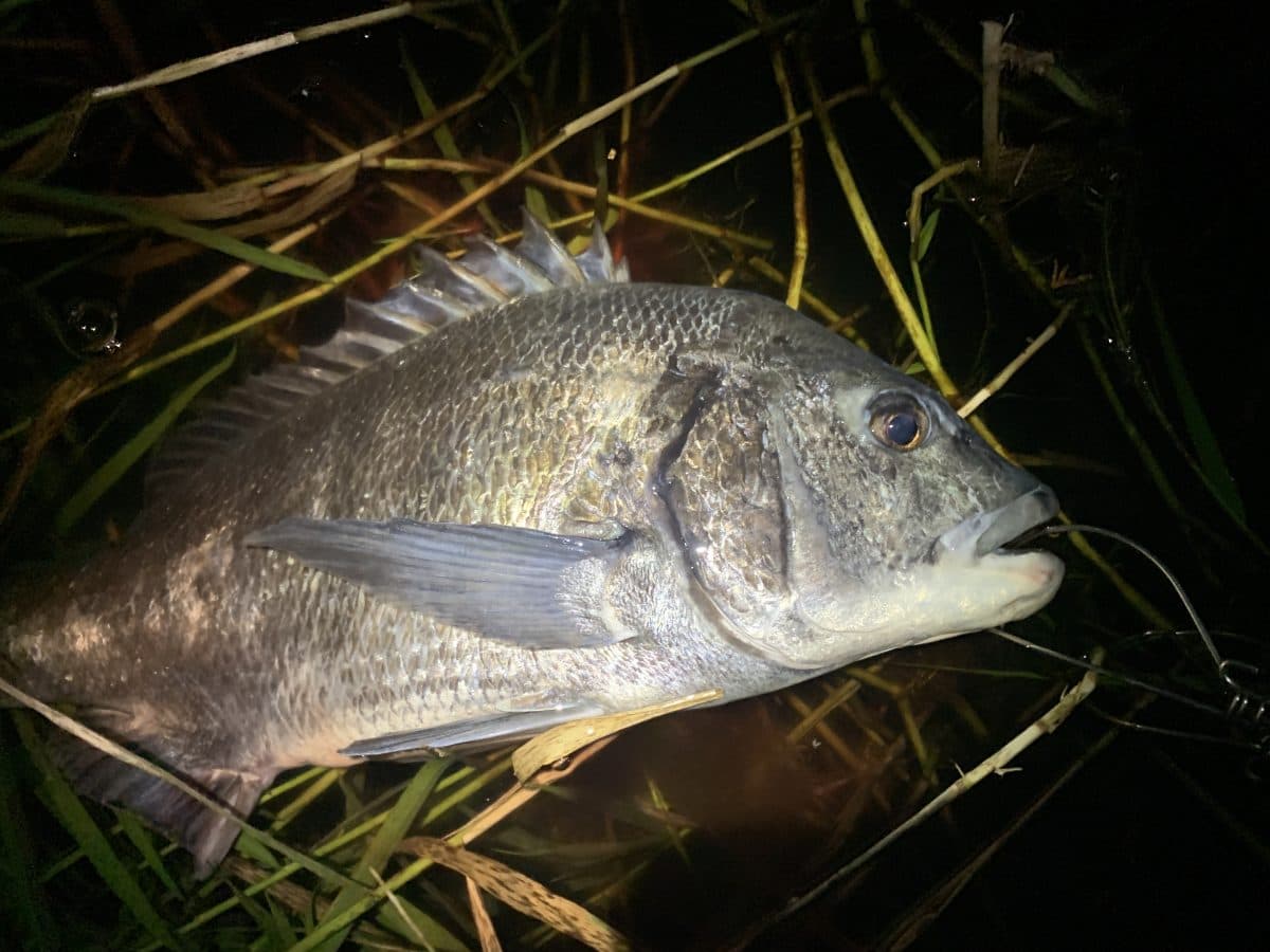 【釣行記】52cmチヌとヒラスズキバラす(´；ω；｀)