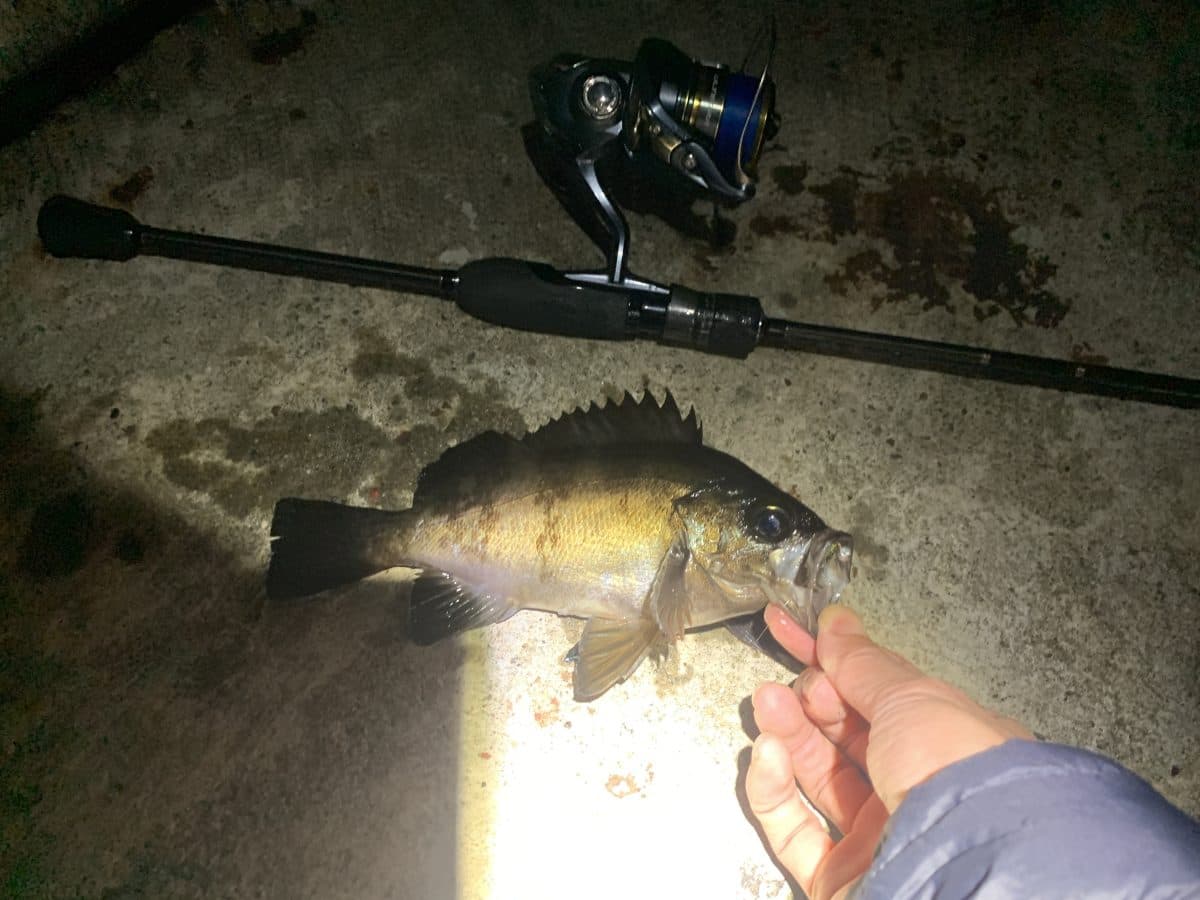 今季のメバル釣りがはじまったようだ！