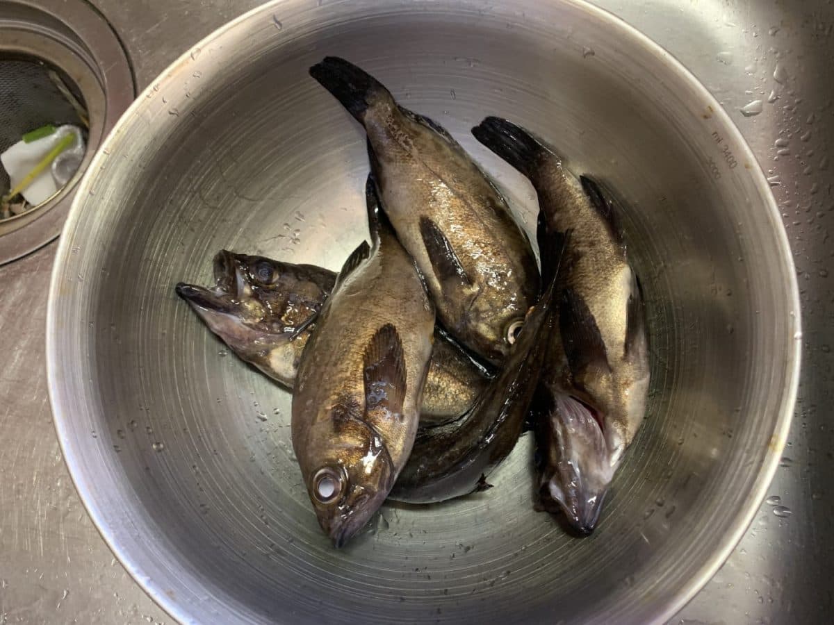 【メバル釣り】久しぶりに釣れたメバル