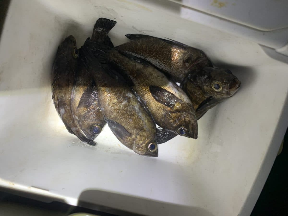 【メバル釣り】雨でも釣れるメバル