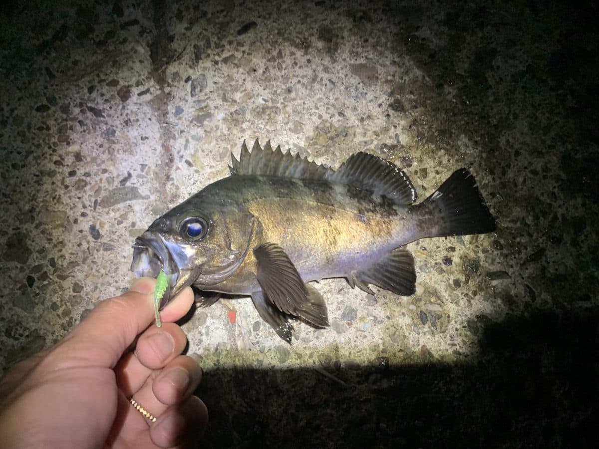 【メバル釣り】いよいよグッドサイズのメバルが釣れまくる季節に