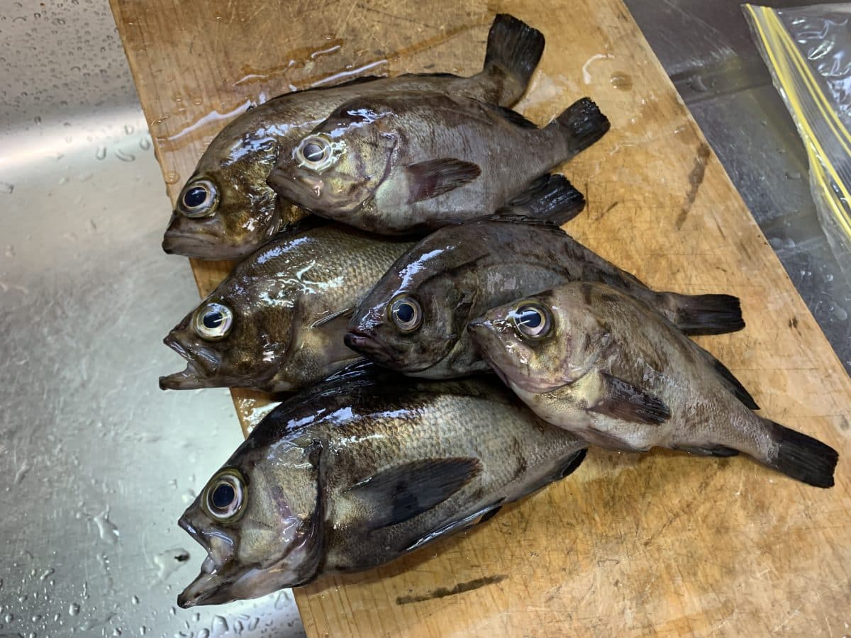 【メバル釣り】1時間ほどで約10匹