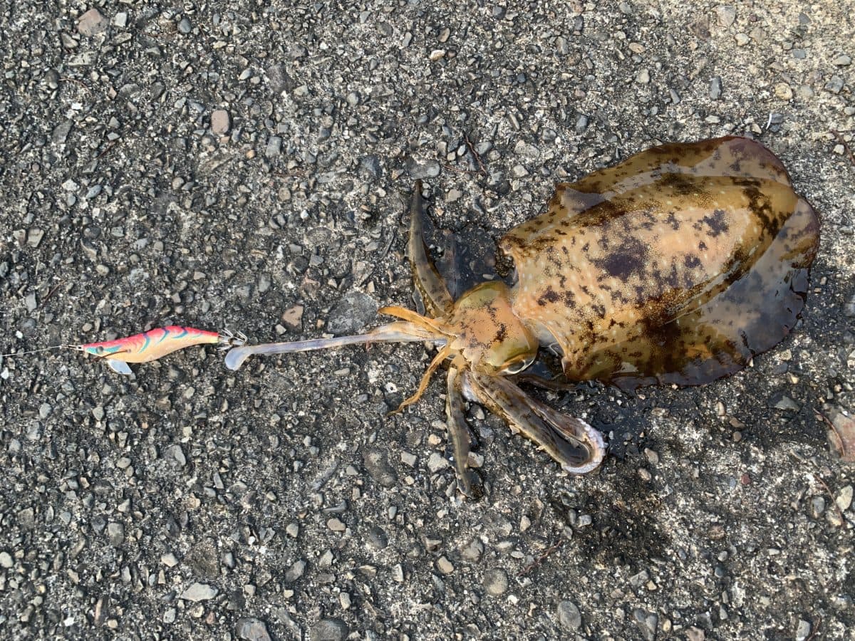 【アジ釣り】にアオリイカ、偏光グラスの重要性を改めて感じた釣行