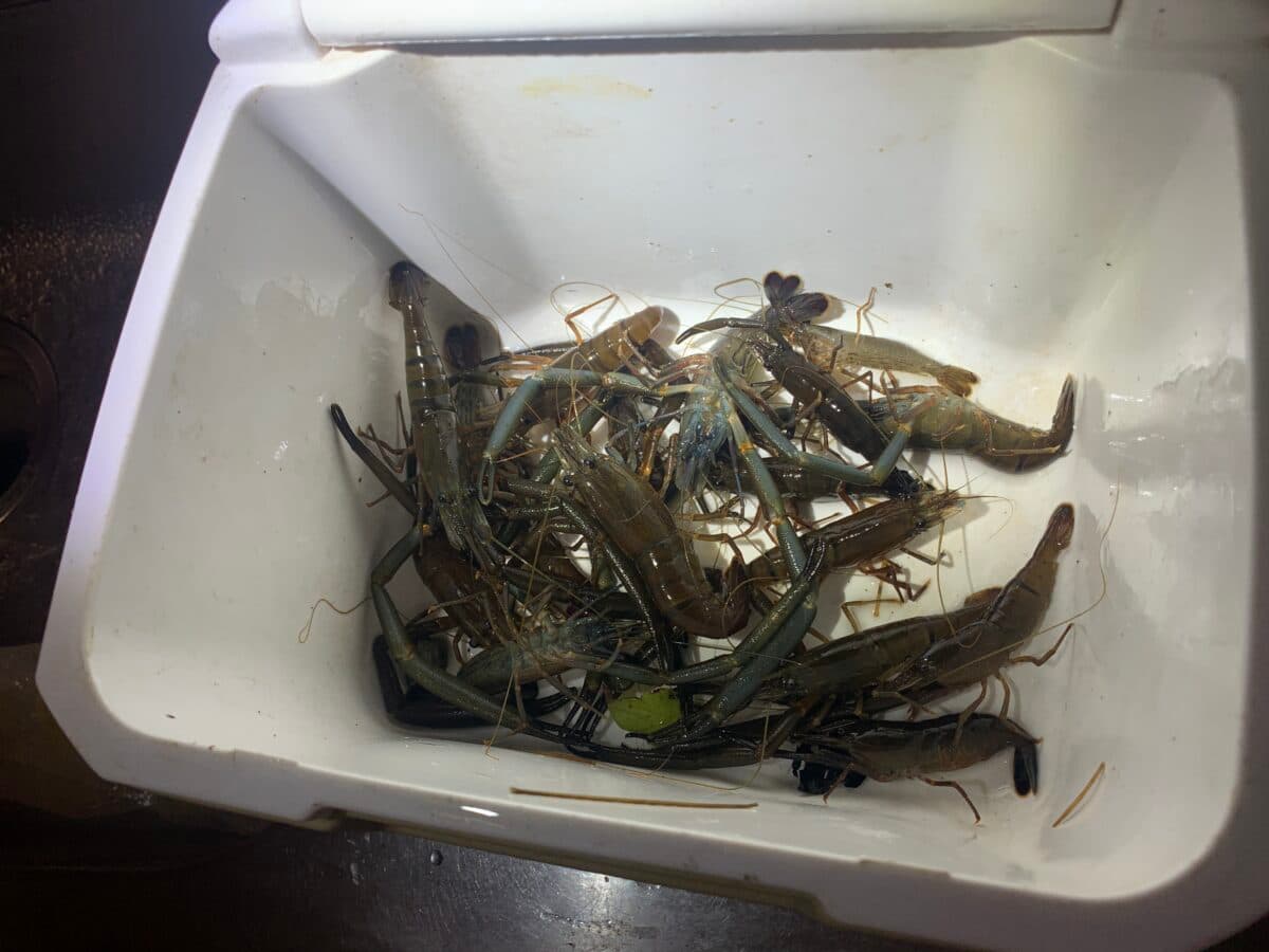 【夏遊び】食べて抜群に美味しい！テナガエビ捕り