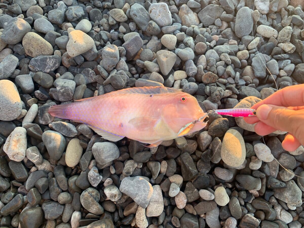 【釣り】”テンス”という魚が釣れた