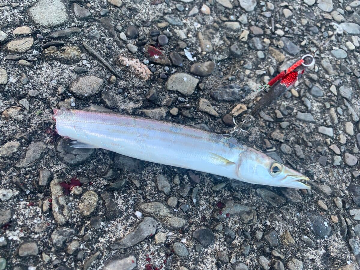 【釣り】カマス釣りに謎の大物が襲いかかる