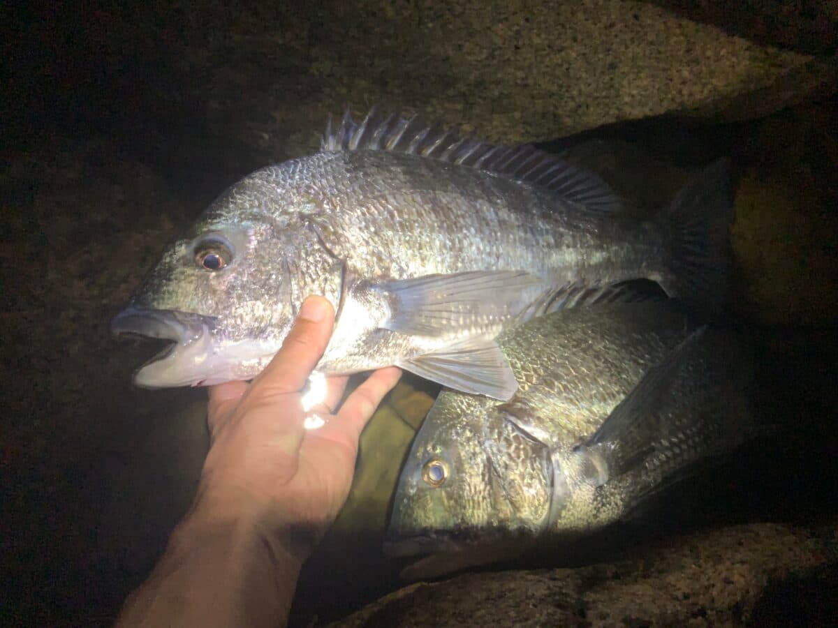 【釣り】初秋のチヌ 50cm 2匹